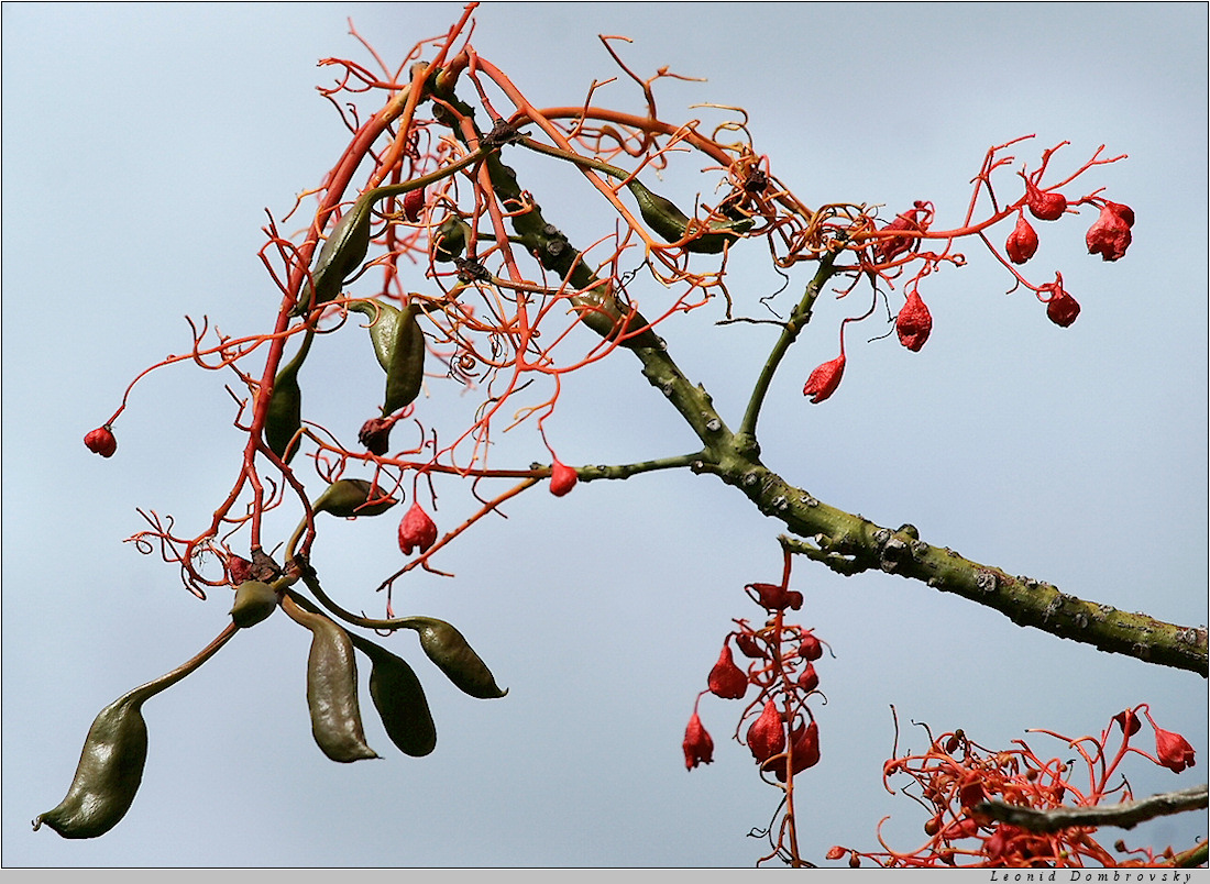 An amazing branch