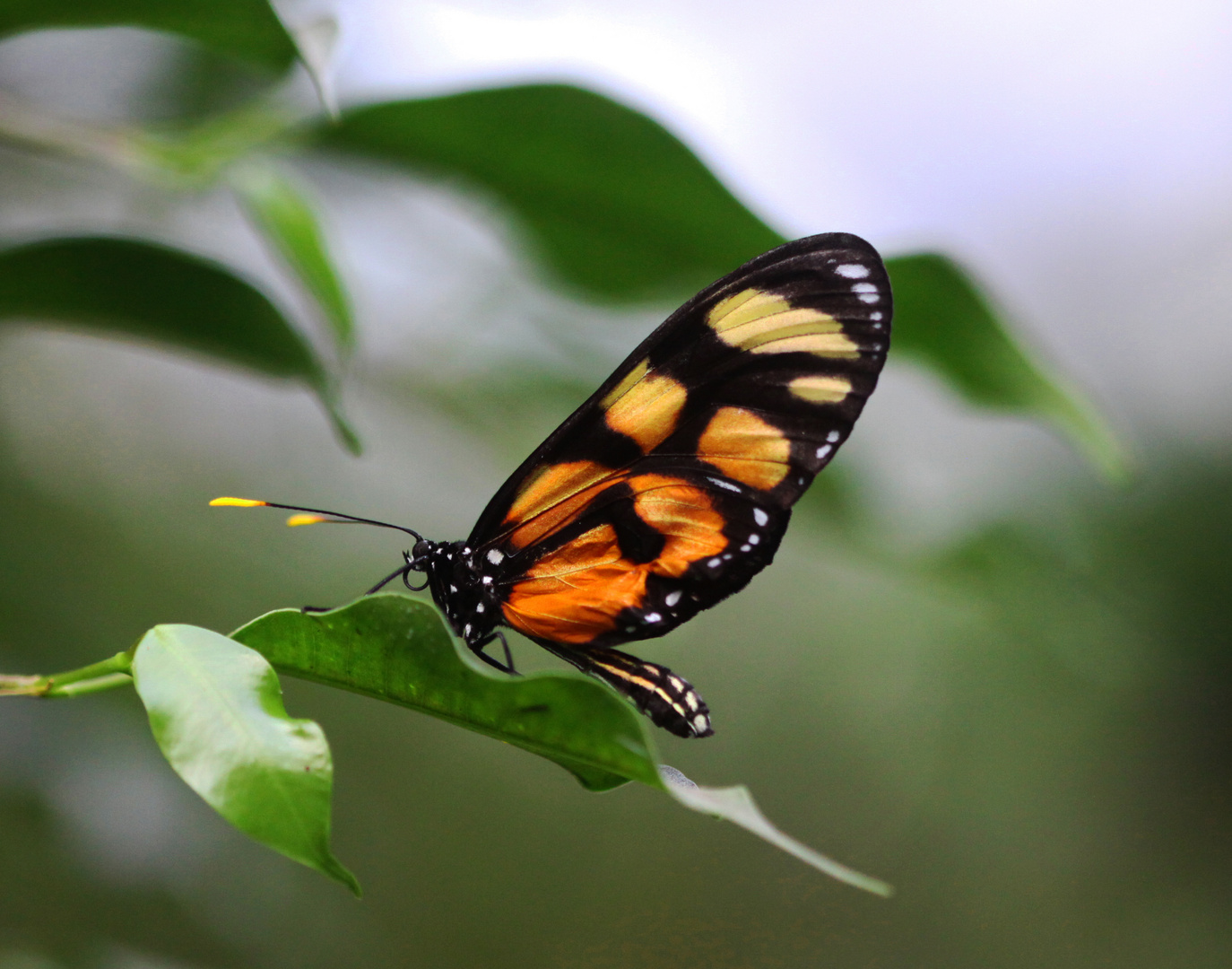 An Amberwing Butterfly  (Thyridia psidii)