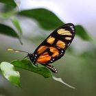 An Amberwing Butterfly  (Thyridia psidii)