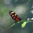 An Amberwing Butterfly  (Thyridia psidii)