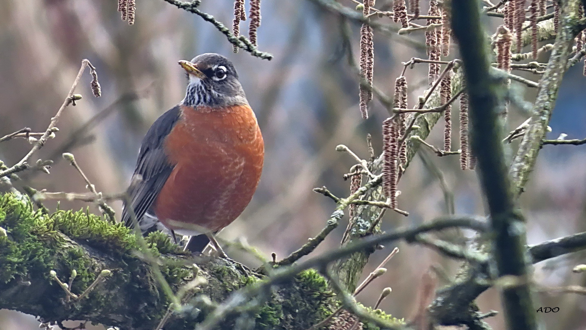 an American Robin