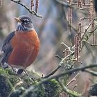 an American Robin