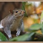 An American Squirrel