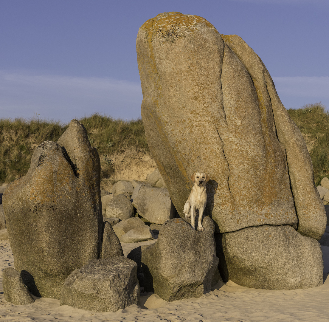 An Amied Finn posiert am Strand auf Fels