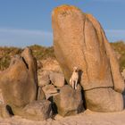 An Amied Finn posiert am Strand auf Fels