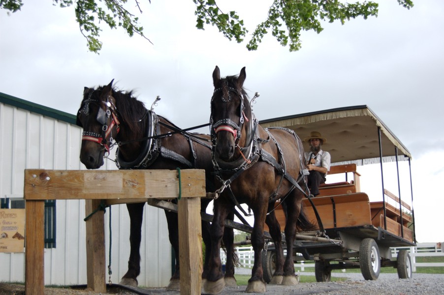 an amish horse-drawn carriage