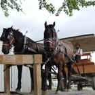 an amish horse-drawn carriage