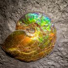 an ammolite