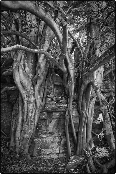 An Ancient Fig Tree 3