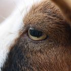 An animal's eyes have the power to speak a great language.