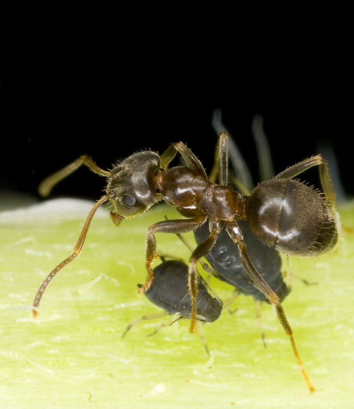 an ant at work