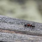 an ants life