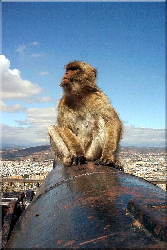 An ape on a cannon