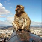 An ape on a cannon