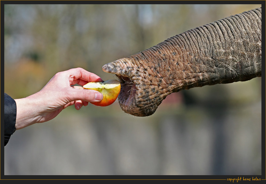 An Apple A Day...