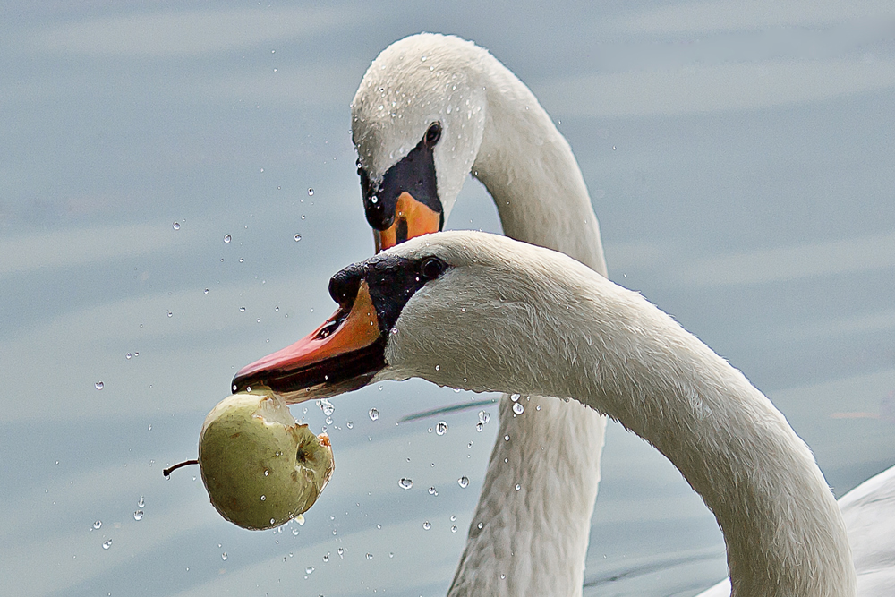 an apple a day ...