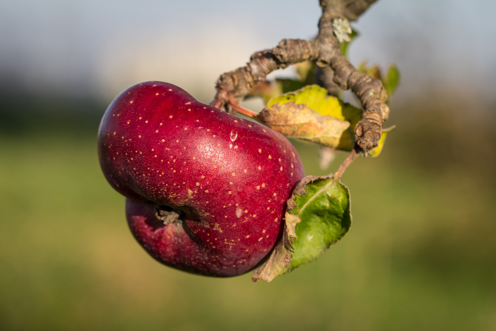 An apple a day...