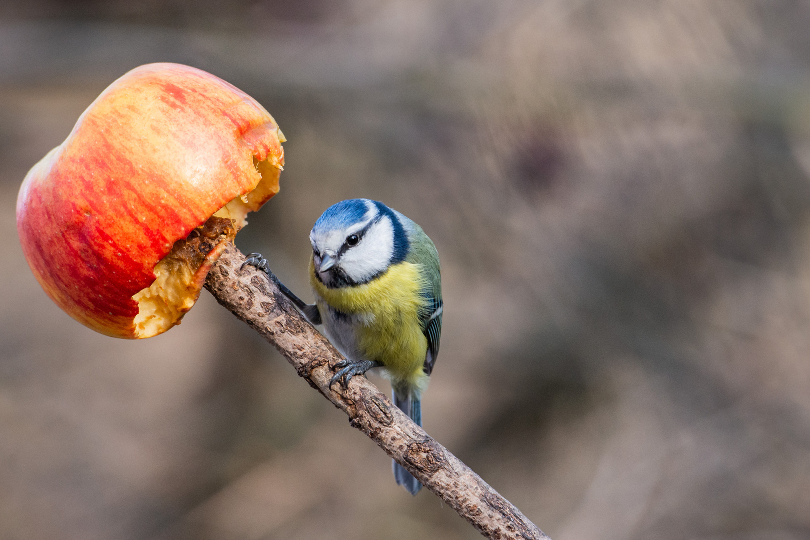 An apple a day ....