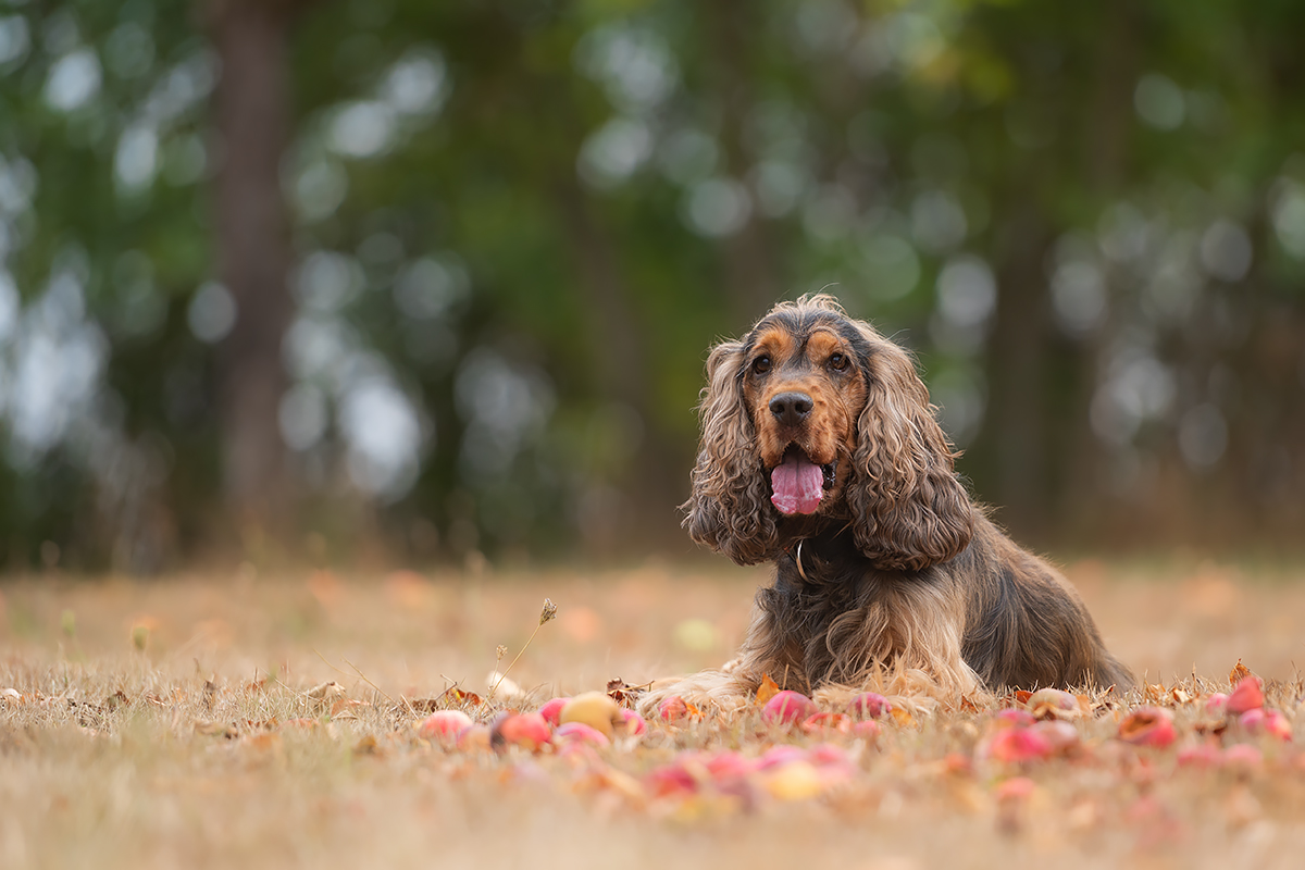 an apple a day