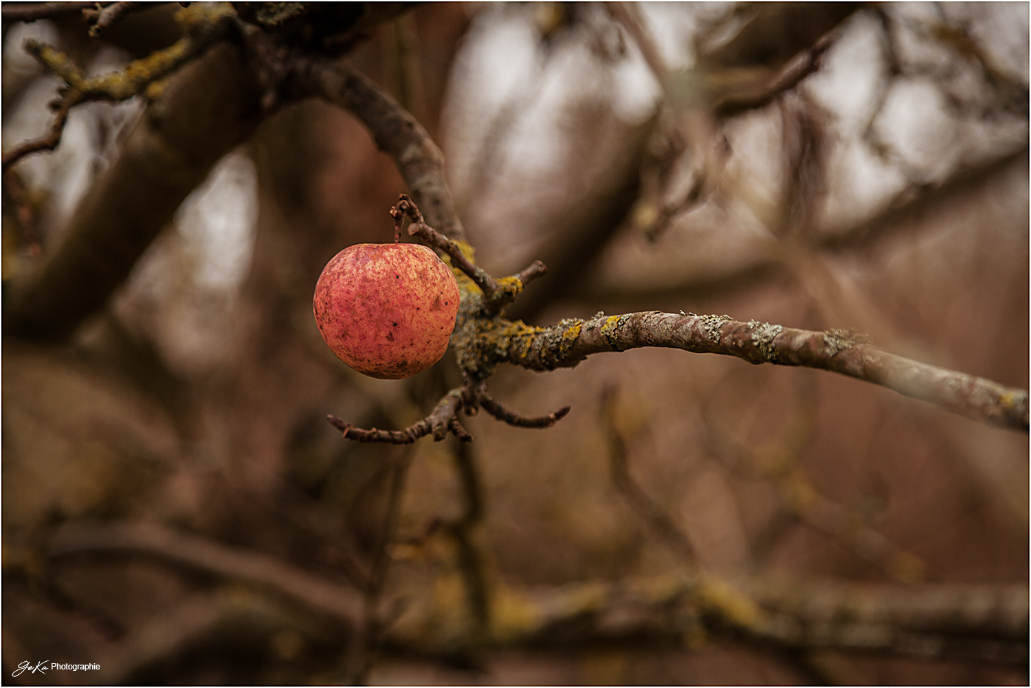 an apple a day