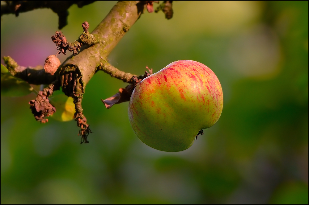 An apple a day ...