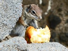 an apple a day....