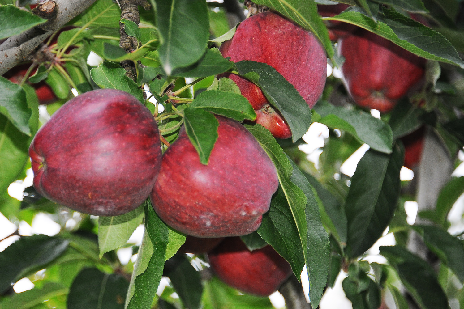 An Apple a day - keeps the doctor away