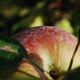 querbeet