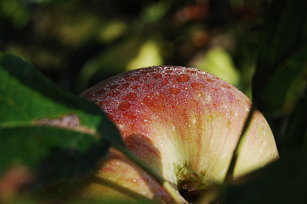 An apple a day keeps the doctor away