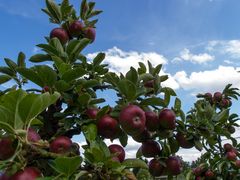 an apple a day keeps the doctor away 