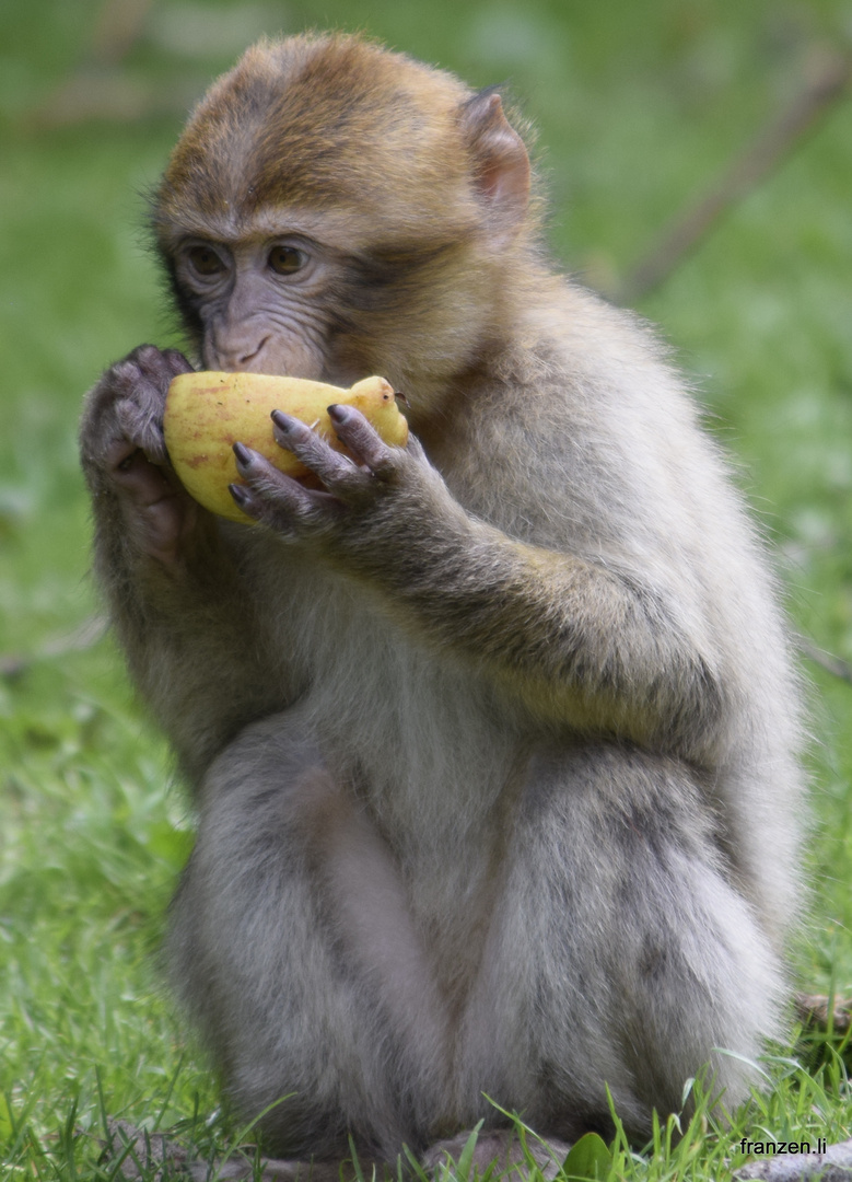 An apple a day, keeps the doctor away