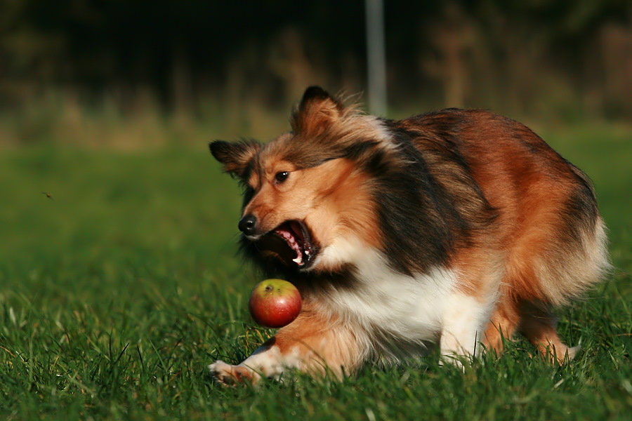 An apple a day keeps the doctor away