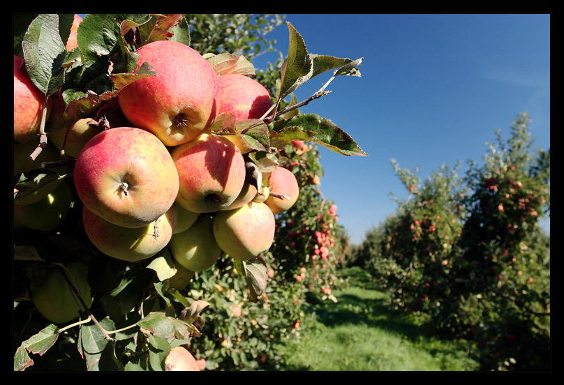 An Apple Each Day...