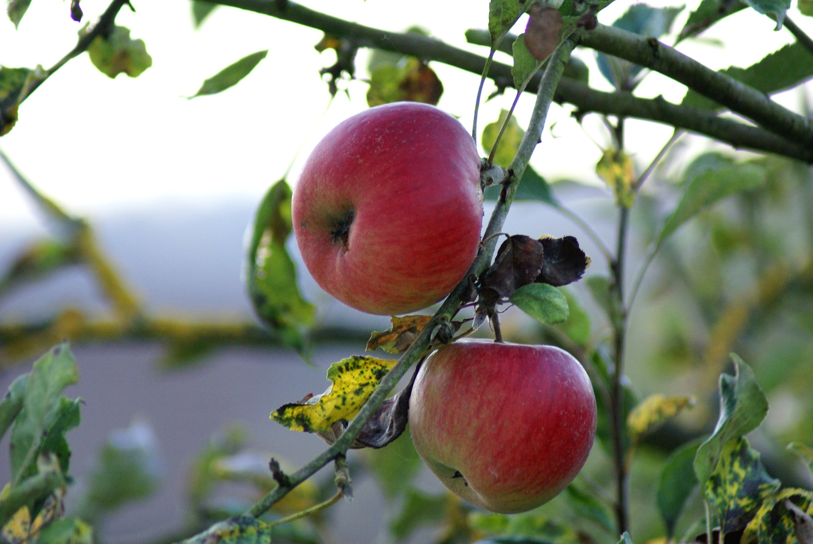 An Apple each Day keeps the Doctor away.