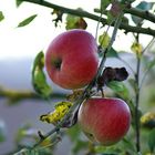 An Apple each Day keeps the Doctor away.