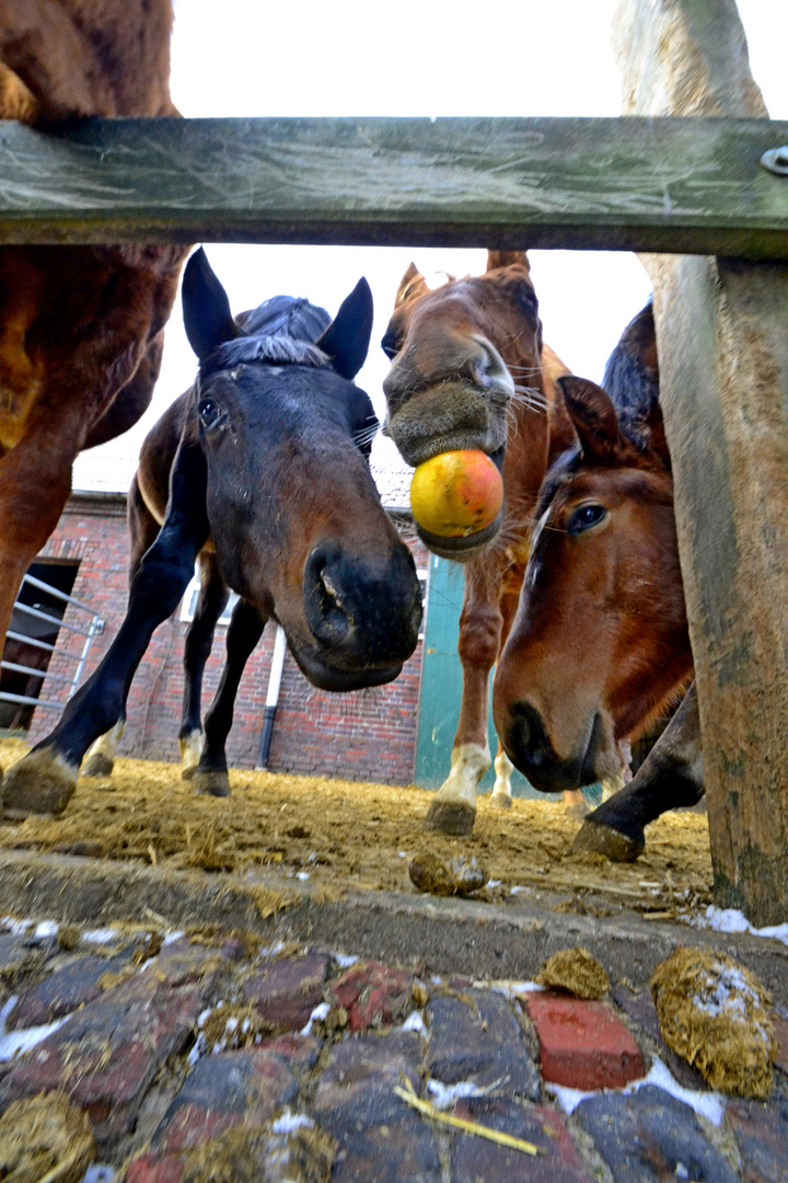 an apple the day, keeps doctore away