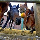 an apple the day, keeps doctore away