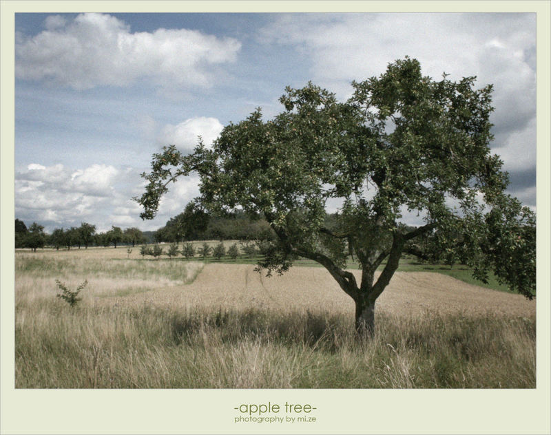 an appletree