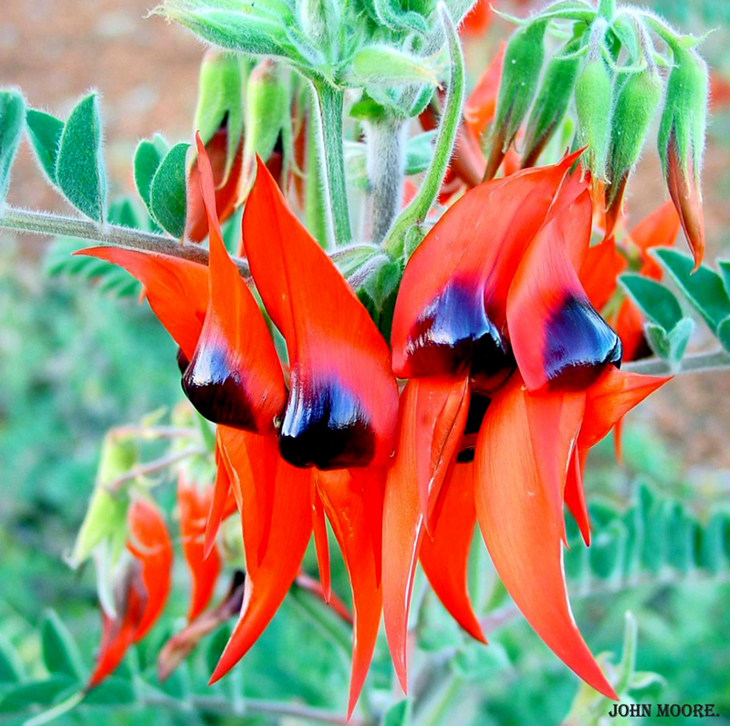 An Australian Sturt's Desert Pea, Swainsona Formosa