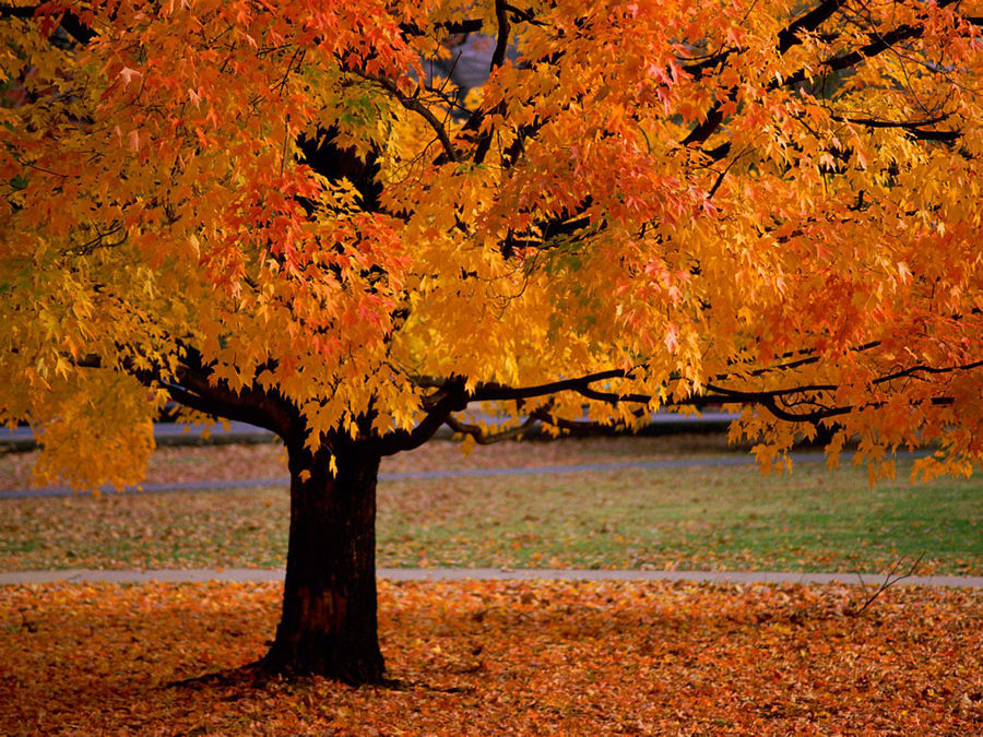 An Autumn Beauty