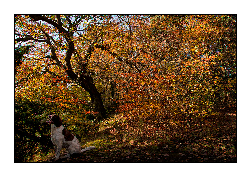 An autumn walk