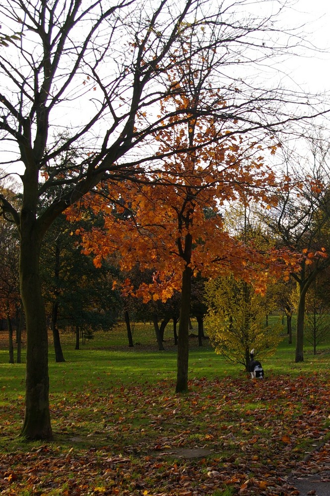 An Autumn Walk