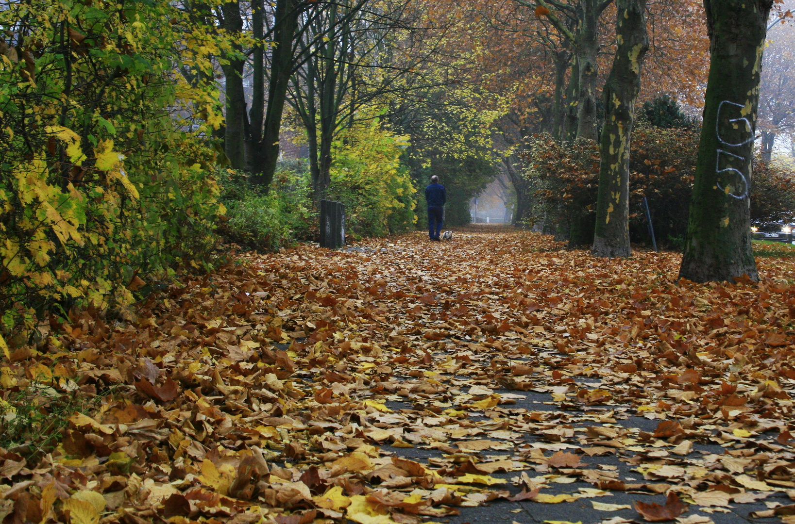 An autumn walk