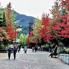 An Autumn Walk Through Whistler