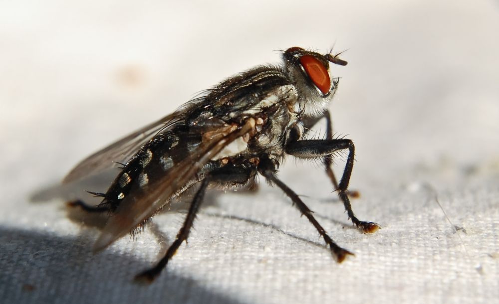 An avarage house fly