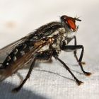 An avarage house fly