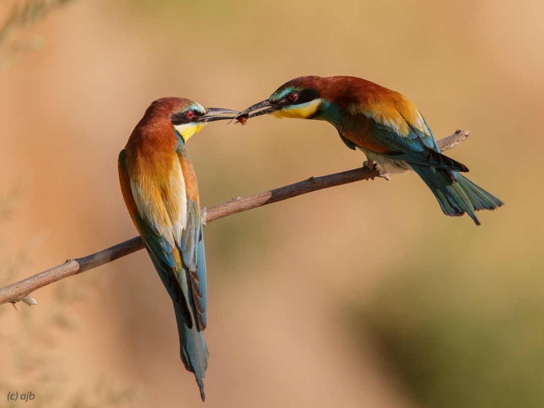 An avian romance