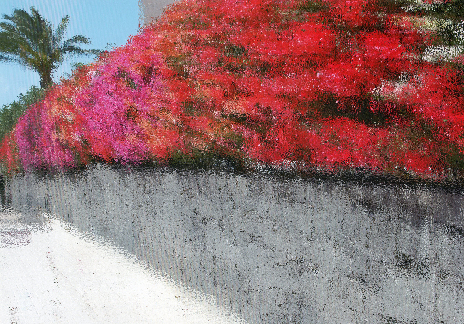 "An Azalea Hedge in Lanzarote"