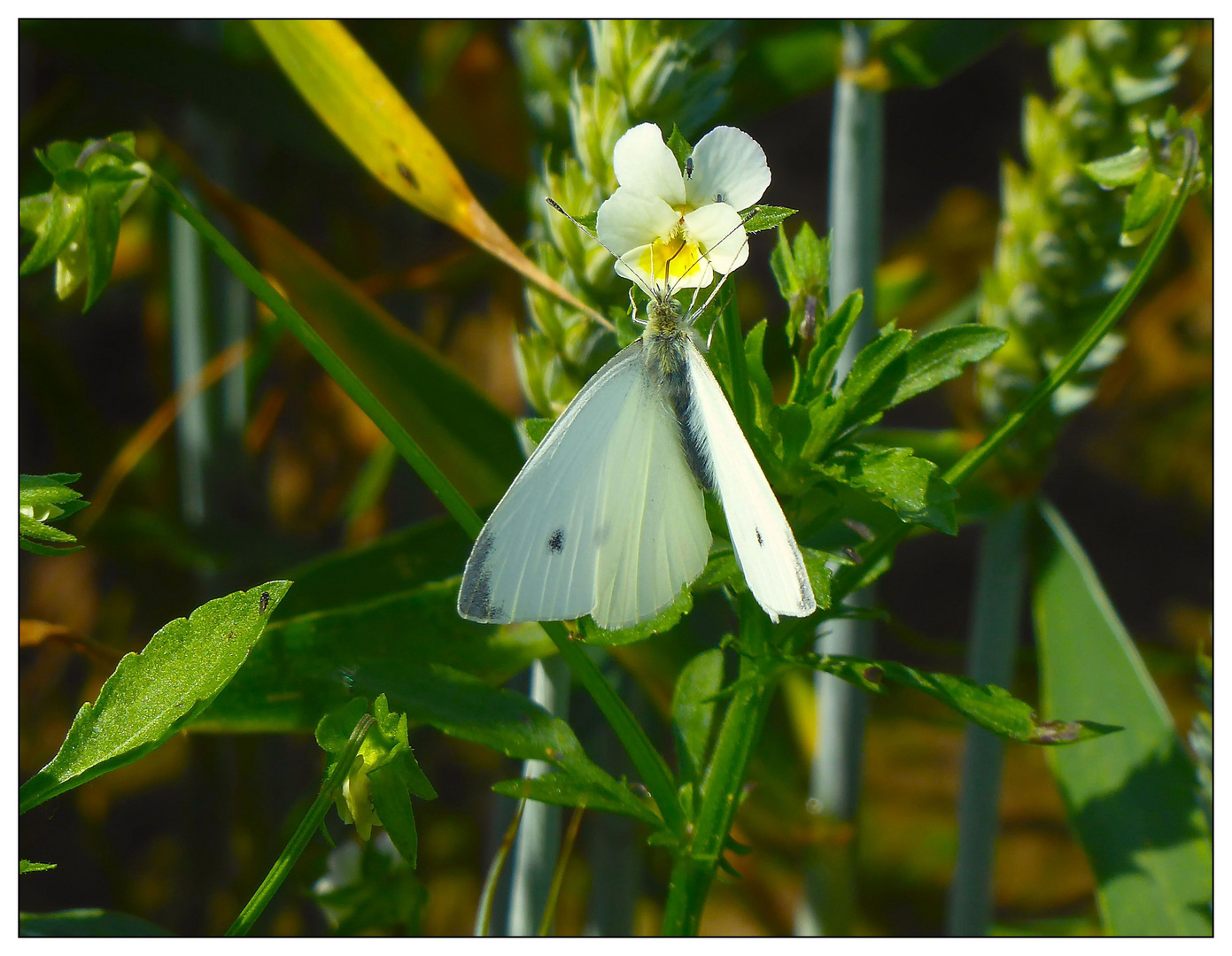 An Blüten naschen