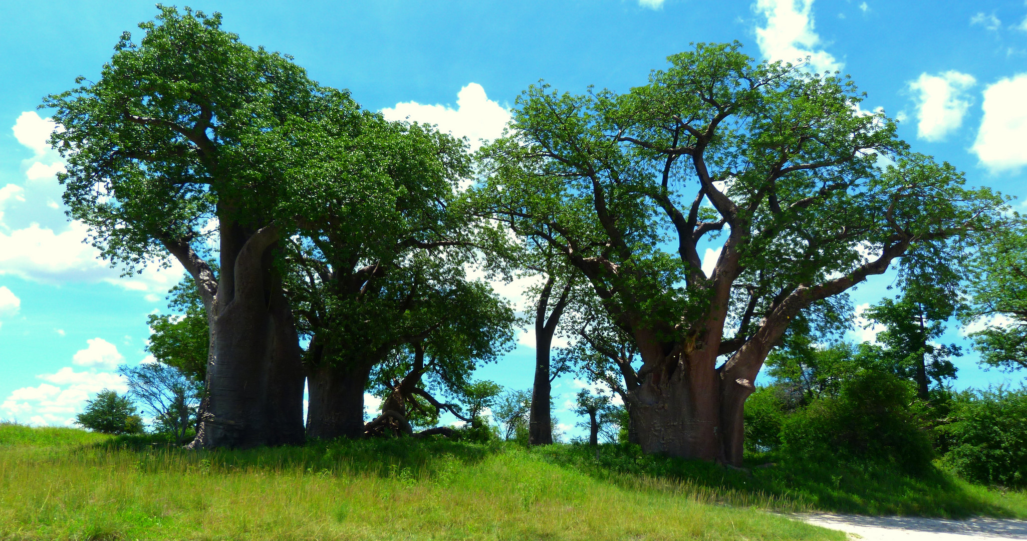 an den Baines Baobab´s